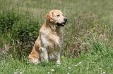 GOLDEN RETRIEVER 384